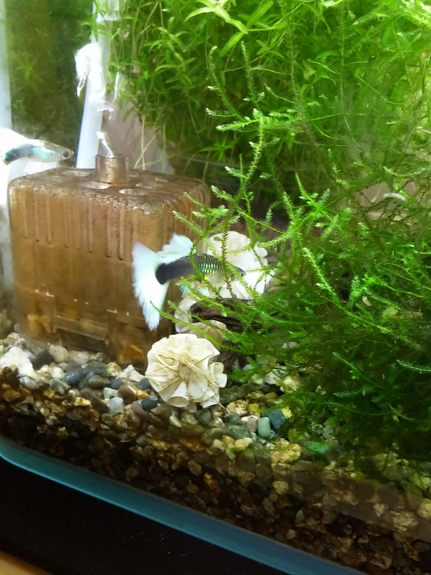 稚エビ天国崩壊の危機か グッピー徒然日記