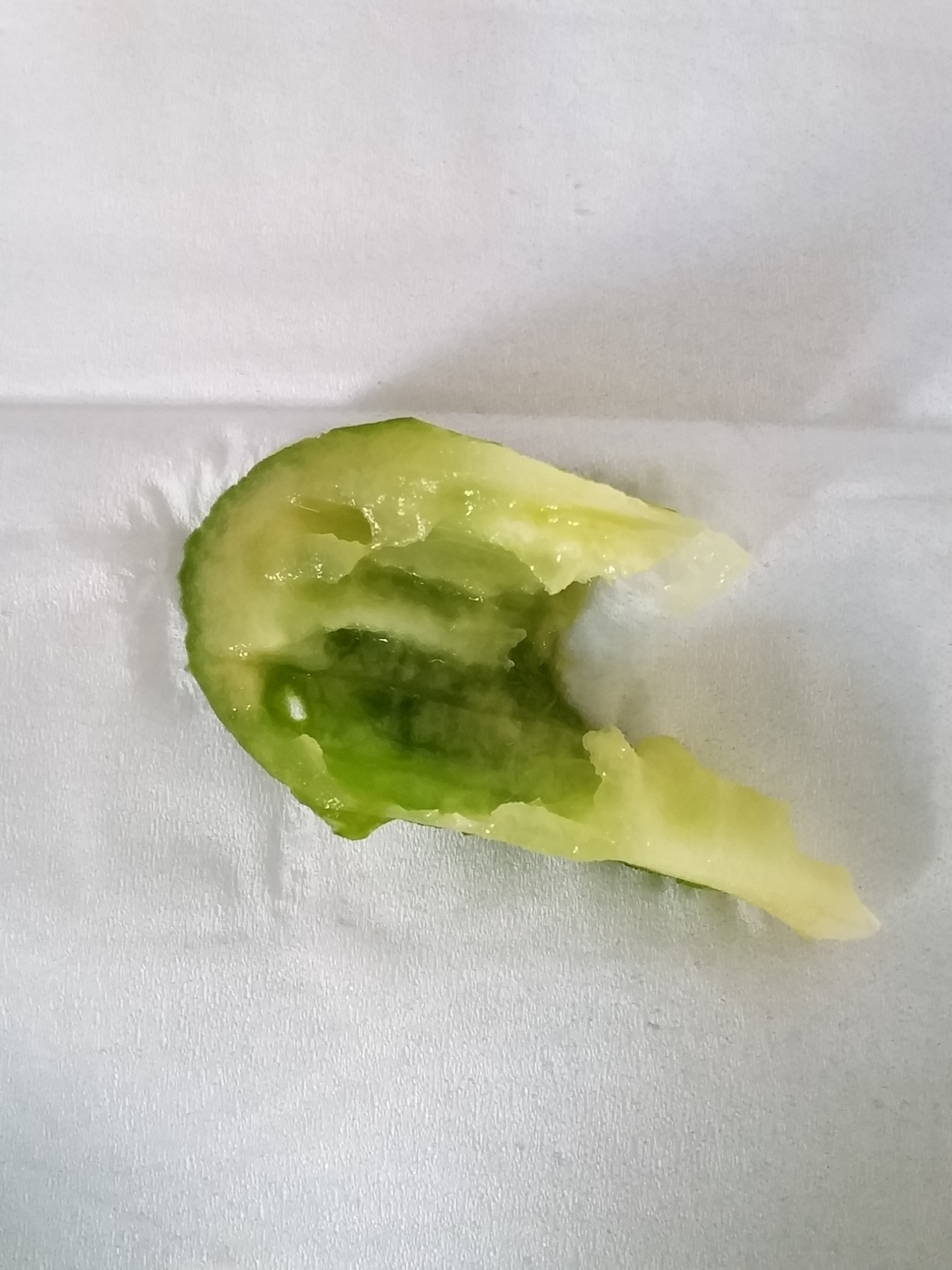 食欲の秋 キュウリに目覚めたオトシンクルス グッピー徒然日記